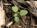 Morelle noire Est (Solanum ptychanthum)_1