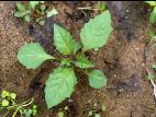 Morelle noire Est (Solanum ptychanthum)_3