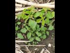 Morelle noire Est (Solanum ptychanthum)_6