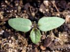 Morelle noire Est (Solanum ptychanthum)_7