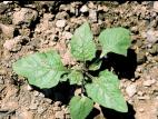Morelle noire Est (Solanum ptychanthum)_9