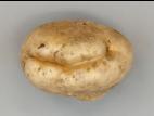 Pomme de terre - thifensulfuron-méthyle (2)_1