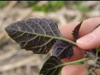 Morelle noire Est (Solanum ptychanthum)_18