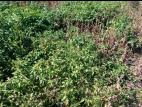 Morelle noire Est (Solanum ptychanthum)_23