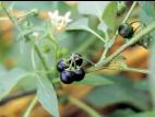 Morelle noire Est (Solanum ptychanthum)_25