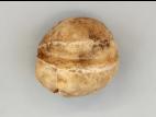 Pomme de terre - thifensulfuron-méthyle (2)_3