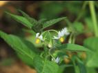 Morelle noire Est (Solanum ptychanthum)_32