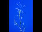 Panic automne (Panicum dichotomiflorum)_5