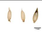 Panic automne (Panicum dichotomiflorum)_8