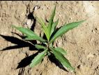 Verge d'or du Canada(Solidago canadensis)_4
