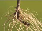 Verge d'or du Canada(Solidago canadensis)_8