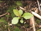 Verge d'or du Canada(Solidago canadensis)_9