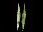 Verge d'or du Canada(Solidago canadensis)_10