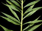 Verge d'or du Canada(Solidago canadensis)_13