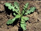 Laiteron rude (Sonchus asper)_2