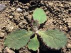 Laiteron rude (Sonchus asper)_3
