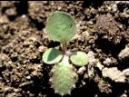 Laiteron rude (Sonchus asper)_7