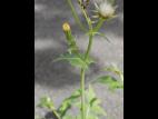 Laiteron potager (Sonchus oleraceus)_9