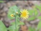 Laiteron potager (Sonchus oleraceus)_11