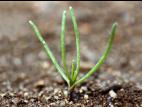 Spargoute des champs(Spergula arvensis)_2