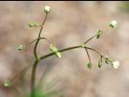 Spargoute des champs(Spergula arvensis)_4