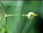 Spargoute des champs(Spergula arvensis)_5