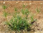 Spargoute des champs(Spergula arvensis)_6
