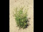 Spargoute des champs(Spergula arvensis)_8