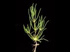 Spargoute des champs(Spergula arvensis)_14