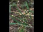 Spargoute des champs(Spergula arvensis)_24