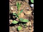 Stellaire à feuilles de graminée(Stellaria graminea)_2