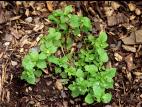 Stellaire moyenne(Stellaria media)_2