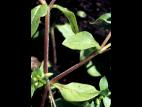 Stellaire moyenne(Stellaria media)_3