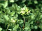 Stellaire moyenne(Stellaria media)_5