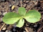 Laiteron champs (Sonchus arvensis)_1