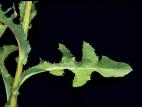 Laiteron champs (Sonchus arvensis)_6