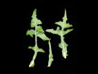 Laiteron champs (Sonchus arvensis)_7