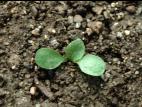 Pissenlit (Taraxacum officinale)_1
