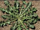 Pissenlit (Taraxacum officinale)_4