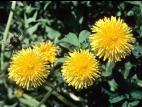 Pissenlit (Taraxacum officinale)_6