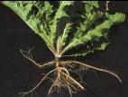 Pissenlit (Taraxacum officinale)_11