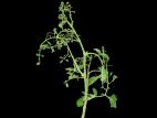 Tomate - clopyralide (4)_1