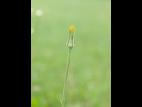 Salsifis prés (Tragopogon pratensis)_10