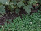 Trèfle blanc(Trifolium repens)_1