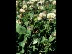 Trèfle blanc(Trifolium repens)_4