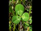 Trèfle blanc(Trifolium repens)_5