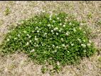 Trèfle blanc(Trifolium repens)_7