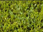 Trèfle blanc(Trifolium repens)_8