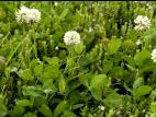Trèfle blanc(Trifolium repens)_9
