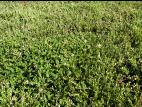 Trèfle blanc(Trifolium repens)_10